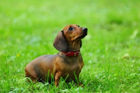 Dacshund Breed