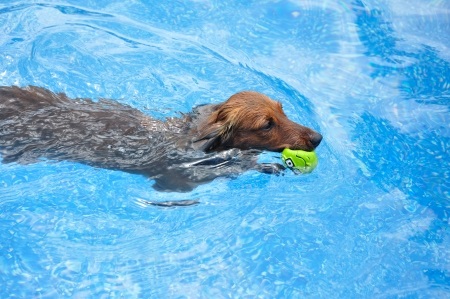 Swimming Dachshunds