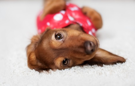 Caring for Your Dachshund