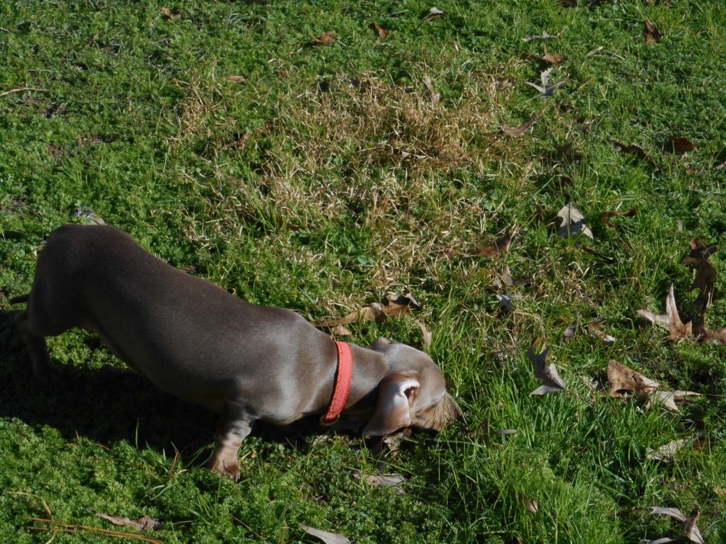 Willow is an AKC and CKC Short Haired Isabella and Tan.