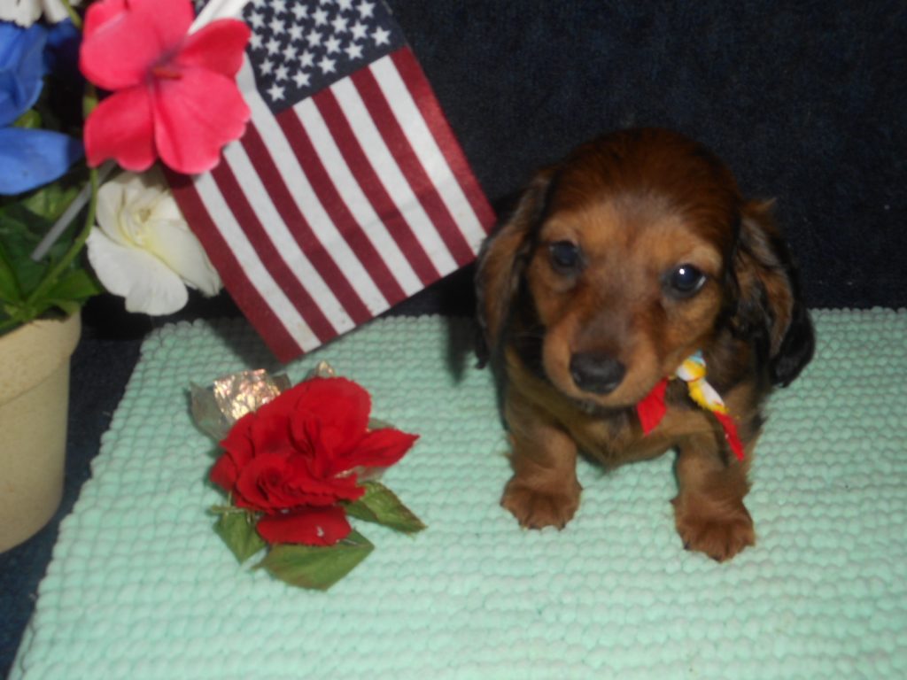 Dachshund Puppy