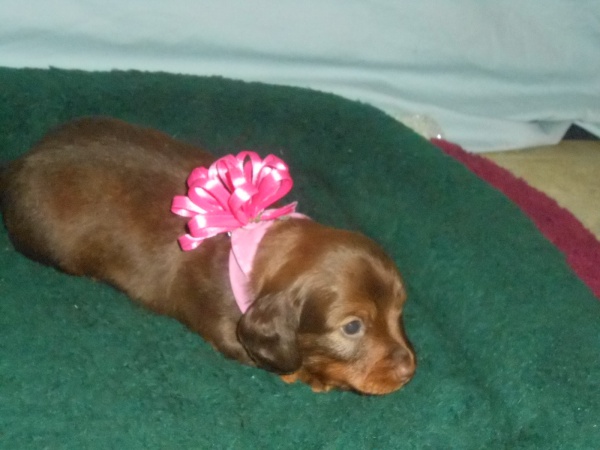 Holiday Gift Ideas for Dachshund Lovers