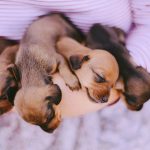 Things to Avoid Doing When Bringing Home a New Puppy