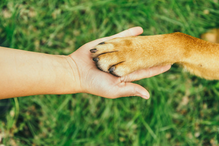 Proper Dog Paw Care