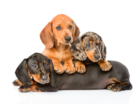 Dachshund Puppies Lying Around in Alabama