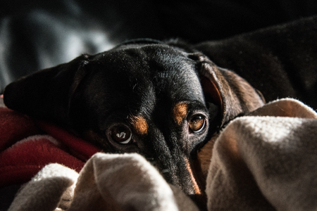 Stressed Out Dachshund