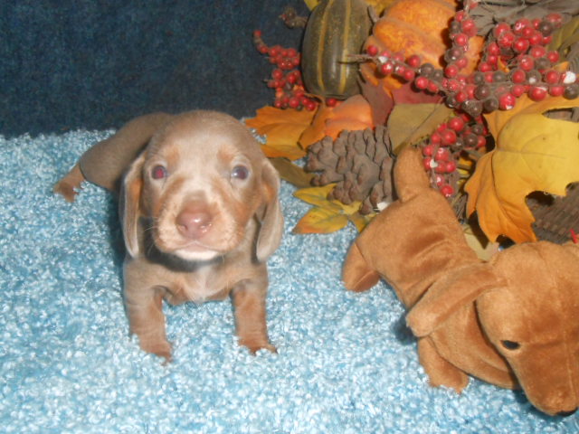 Mini Dachshund Puppy