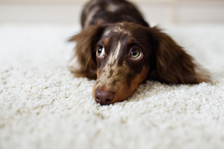 Cute Dog Looking Guilty