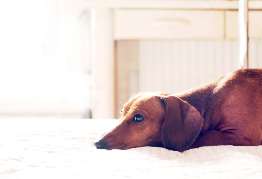 Sad Dachshund Lying Down