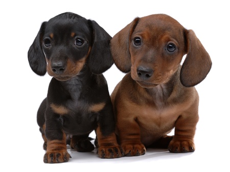 Dachshund Puppies