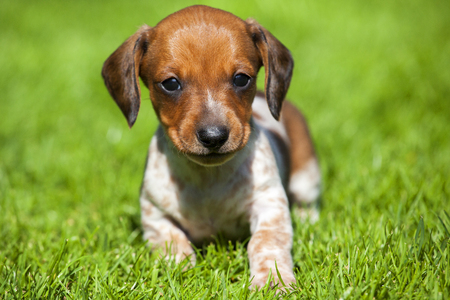 Mini Dachshund on the Grass