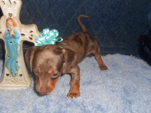 Windy S Akc And Ckc Registered Short Haired Chocolate And Tan