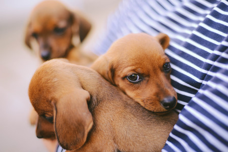 dacshund puppies being held by owner