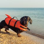 Summer Safety Tips for Your Dachshund
