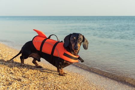 Summer Safety Tips for Your Dachshund