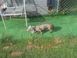 Gretchen is a Short Haired Isabella and tan, and a very Happy Dog.