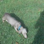 Gretchen is a Short Haired Isabella and tan, and a very Happy Dog.