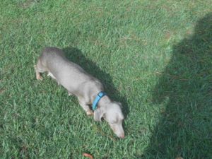 Gretchen is a Short Haired Isabella and tan, and a very Happy Dog.