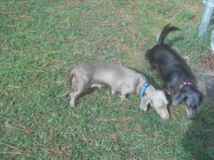 Gretchen is a Short Haired Isabella and tan, and a very Happy Dog.