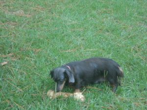 This is my Delightful, Little, AKC and CKC Registered, Blue and Tan Longhair, Bluebell.