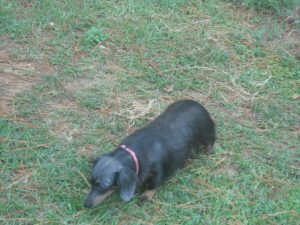 This is my Delightful, Little, AKC and CKC Registered, Blue and Tan Longhair, Bluebell.