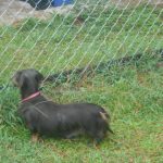 This is my Delightful, Little, AKC and CKC Registered, Blue and Tan Longhair, Bluebell.