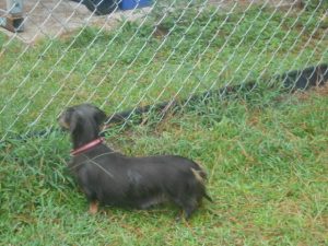 This is my Delightful, Little, AKC and CKC Registered, Blue and Tan Longhair, Bluebell.