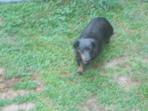 This is my Delightful, Little, AKC and CKC Registered, Blue and Tan Longhair, Bluebell.