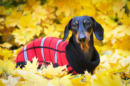 Fall Safety Tips for Your Dog