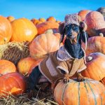 Thanksgiving Foods That Are Safe for Your Dog