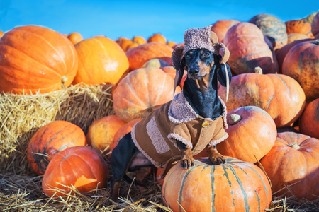 Thanksgiving Foods That Are Safe for Your Dog