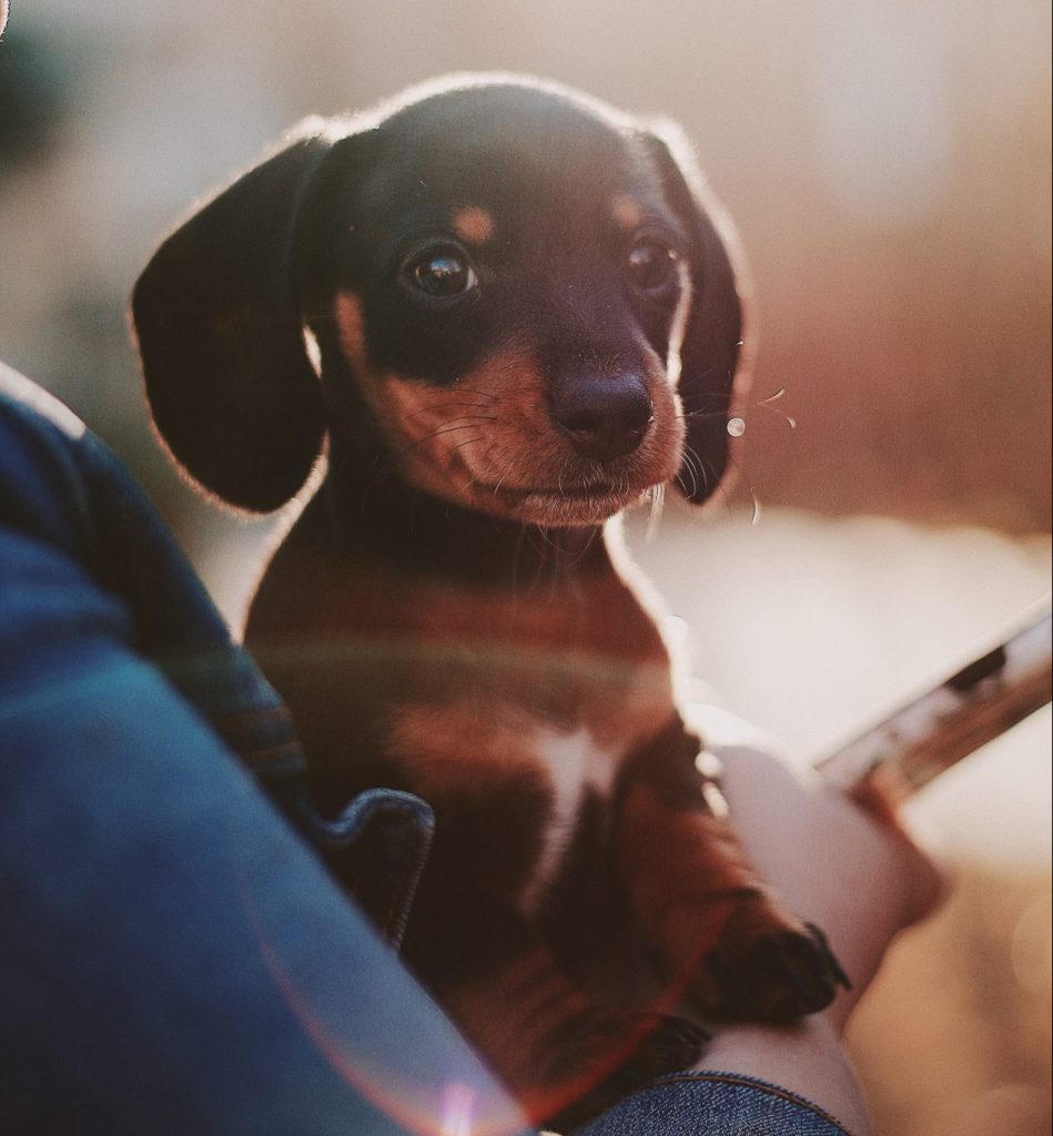 How to Groom Your Dachshund