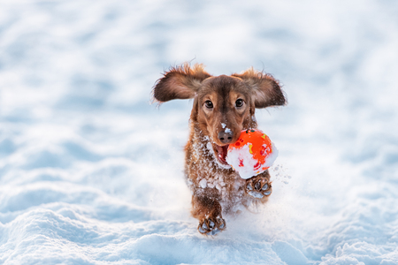 How to Exercise Your Dachshund