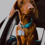 4 Things You Should Know Before Adopting a Dachshund