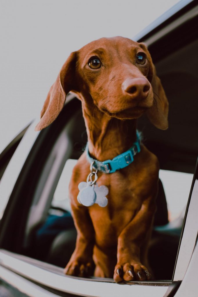 4 Things You Should Know Before Adopting a Dachshund