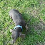 Tinkerbell is my Short Haired, AKC and CKC Registered, Tiny Blue and Tan Female.