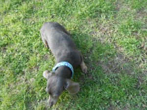 Tinkerbell is my Short Haired, AKC and CKC Registered, Tiny Blue and Tan Female.