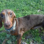 Charlie Brown is a Short Haired, AKC and CKC Registered, Chocolate and Tan Dapple.
