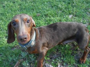 Charlie Brown is a Short Haired, AKC and CKC Registered, Chocolate and Tan Dapple.