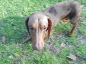 Charlie Brown is a Short Haired, AKC and CKC Registered, Chocolate and Tan Dapple.