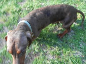 Charlie Brown is a Short Haired, AKC and CKC Registered, Chocolate and Tan Dapple.