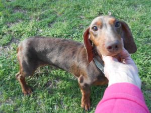 Charlie Brown is a Short Haired, AKC and CKC Registered, Chocolate and Tan Dapple.