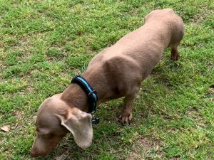 Handsome Short Haired Isabella and Tan Male