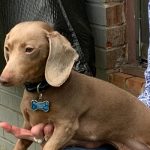 Handsome Short Haired Isabella and Tan Male