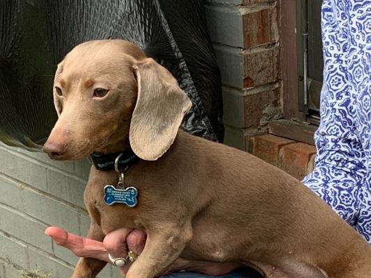 Handsome Short Haired Isabella and Tan Male