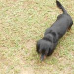 Black & Tan Longhair Female Puppy