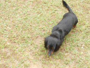 Crystal Gale is a Beautiful, Little Longhair Black and Tan.