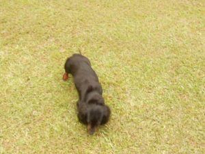 Crystal Gale is a Beautiful, Little Longhair Black and Tan.