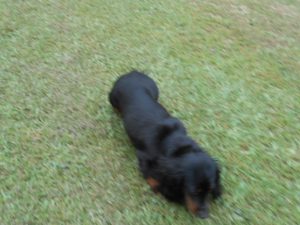 Crystal Gale is a Beautiful, Little Longhair Black and Tan.