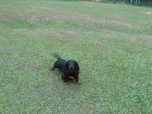 012 Crystal Gale is a Beautiful, Little Longhair Black and Tan.